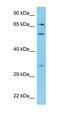 Rab Geranylgeranyltransferase Subunit Alpha antibody, orb325447, Biorbyt, Western Blot image 