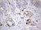 Laminin subunit beta-3 antibody, LS-C339170, Lifespan Biosciences, Immunohistochemistry paraffin image 