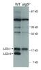 Microtubule Associated Protein 1 Light Chain 3 Alpha antibody, PA5-22732, Invitrogen Antibodies, Western Blot image 