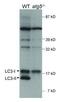 Microtubule Associated Protein 1 Light Chain 3 Alpha antibody, PA5-22732, Invitrogen Antibodies, Western Blot image 