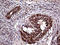 TRNA Methyltransferase 12 Homolog antibody, LS-C794966, Lifespan Biosciences, Immunohistochemistry paraffin image 