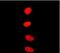 SWI/SNF Related, Matrix Associated, Actin Dependent Regulator Of Chromatin, Subfamily A, Member 4 antibody, ab108318, Abcam, Immunocytochemistry image 