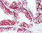 Basigin (Ok Blood Group) antibody, 49-025, ProSci, Immunohistochemistry paraffin image 