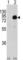 Phosphoinositide-3-Kinase Regulatory Subunit 2 antibody, abx033830, Abbexa, Western Blot image 