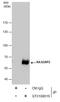 Calcium and DAG-regulated guanine nucleotide exchange factor I antibody, GTX108616, GeneTex, Immunoprecipitation image 