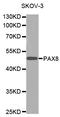Paired Box 8 antibody, STJ24912, St John