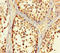 E3 ubiquitin-protein ligase TRIM36 antibody, orb37051, Biorbyt, Immunohistochemistry paraffin image 