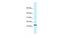 C-C Motif Chemokine Ligand 11 antibody, MBS536473, MyBioSource, Western Blot image 