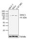DISC1 Scaffold Protein antibody, 701172, Invitrogen Antibodies, Western Blot image 