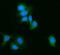 Prostaglandin E Synthase 2 antibody, A06706-2, Boster Biological Technology, Immunofluorescence image 