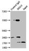 ISG15 Ubiquitin Like Modifier antibody, LS-B11438, Lifespan Biosciences, Immunoprecipitation image 