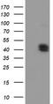 Carboxypeptidase O antibody, TA504589, Origene, Western Blot image 