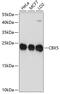 Chromobox 5 antibody, 13-761, ProSci, Western Blot image 