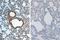 Interleukin 1 Beta antibody, NBP1-42767, Novus Biologicals, Immunohistochemistry paraffin image 