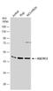 Ubiquinol-Cytochrome C Reductase Core Protein 2 antibody, NBP2-20816, Novus Biologicals, Western Blot image 