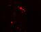 Rubicon Autophagy Regulator antibody, NBP2-81999, Novus Biologicals, Immunofluorescence image 