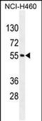 MIER Family Member 2 antibody, PA5-48139, Invitrogen Antibodies, Western Blot image 