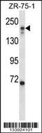 Early Endosome Antigen 1 antibody, LS-C167629, Lifespan Biosciences, Western Blot image 