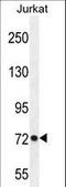 Protocadherin Gamma Subfamily C, 3 antibody, LS-C163441, Lifespan Biosciences, Western Blot image 