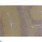 Potassium Voltage-Gated Channel Subfamily A Member 10 antibody, LS-C813648, Lifespan Biosciences, Immunohistochemistry paraffin image 