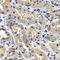 Cell Cycle And Apoptosis Regulator 2 antibody, A7126, ABclonal Technology, Immunohistochemistry paraffin image 