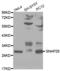 Synaptosome Associated Protein 25 antibody, abx000939, Abbexa, Western Blot image 