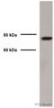 Doublecortin Like Kinase 1 antibody, ab37994, Abcam, Western Blot image 