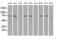 Fermitin Family Member 2 antibody, MA5-24937, Invitrogen Antibodies, Western Blot image 