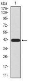 UV excision repair protein RAD23 homolog A antibody, NBP2-52549, Novus Biologicals, Western Blot image 