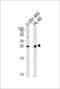 PYM Homolog 1, Exon Junction Complex Associated Factor antibody, LS-C160622, Lifespan Biosciences, Western Blot image 