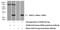 Ifa6 antibody, 24811-1-AP, Proteintech Group, Western Blot image 