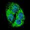 BCL2 Interacting Protein 3 antibody, LS-C98865, Lifespan Biosciences, Immunofluorescence image 