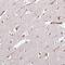 KRI1 Homolog antibody, NBP2-14174, Novus Biologicals, Immunohistochemistry paraffin image 