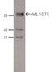 Aml1 antibody, PA5-40076, Invitrogen Antibodies, Western Blot image 