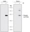 LCK Proto-Oncogene, Src Family Tyrosine Kinase antibody, MAB7500, R&D Systems, Western Blot image 