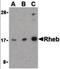 Ras Homolog, MTORC1 Binding antibody, orb86741, Biorbyt, Western Blot image 