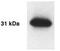 Kallikrein Related Peptidase 4 antibody, PA1-16656, Invitrogen Antibodies, Western Blot image 