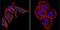 Presenilin 2 antibody, GTX15549, GeneTex, Immunofluorescence image 