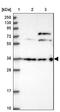 DDB1 And CUL4 Associated Factor 4 antibody, NBP1-91820, Novus Biologicals, Western Blot image 
