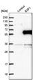 E2F-1 antibody, HPA008003, Atlas Antibodies, Western Blot image 