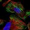 Zinc Finger Protein 846 antibody, PA5-56993, Invitrogen Antibodies, Immunofluorescence image 
