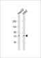 GTP Binding Protein 4 antibody, 61-165, ProSci, Western Blot image 