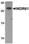 WD Repeat Domain 61 antibody, MBS153510, MyBioSource, Western Blot image 