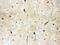 Aquaporin 4 antibody, PA5-78812, Invitrogen Antibodies, Immunohistochemistry frozen image 