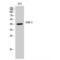 Mitogen-Activated Protein Kinase 1 antibody, LS-C383421, Lifespan Biosciences, Western Blot image 