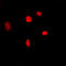 MYB Proto-Oncogene Like 2 antibody, LS-C368431, Lifespan Biosciences, Immunofluorescence image 