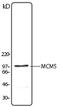 Minichromosome Maintenance Complex Component 5 antibody, 49-978, ProSci, Western Blot image 
