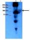 Myosin IC antibody, NBP1-53071, Novus Biologicals, Western Blot image 