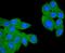 Complement C3d Receptor 2 antibody, NBP2-67605, Novus Biologicals, Immunofluorescence image 
