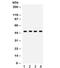 Gap Junction Protein Gamma 2 antibody, R32259, NSJ Bioreagents, Western Blot image 